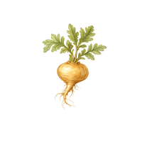 Maca Root