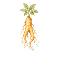 Panax Ginseng