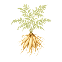 Shatavari